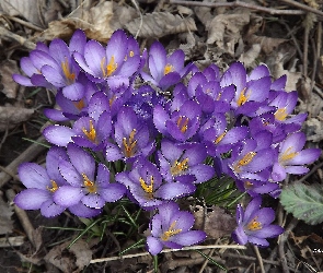 Kwiaty, Krokusy