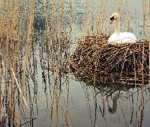 Łabędź, Trzciny, Jezioro, Gniazdo