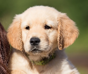 Golden, Szczeniak, Retriever