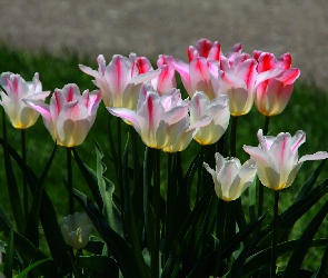 Tulipany