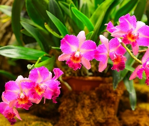 Różowa, Orchidea