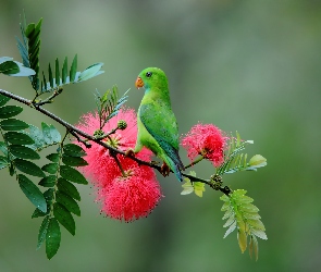 Gałązka, Papuga