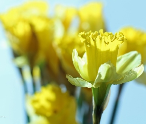 Żonkile, Kwiaty, Żółte