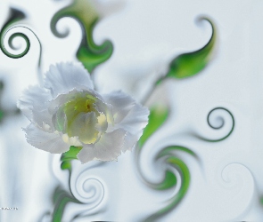 Biały, Kwiat, Goździk