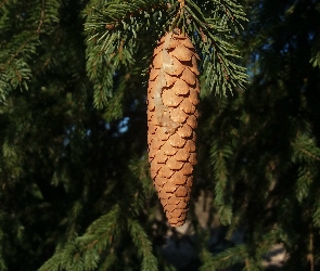 Świerk, Igły, Szyszka, Gałęzie