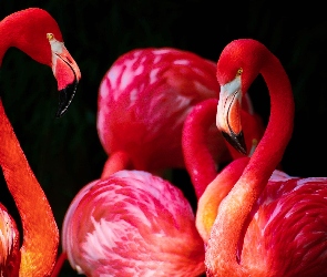 Flamingi, Różowe