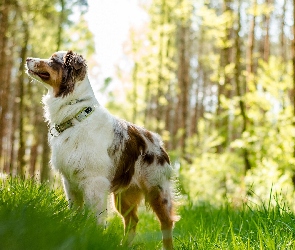 Owczarek australijski-australian shepherd