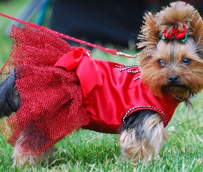 Yorkshire Terrier, kokardka, sukienka, czerwona