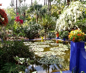 Marrakesz, Sadzawka, Ogród, Majorelle