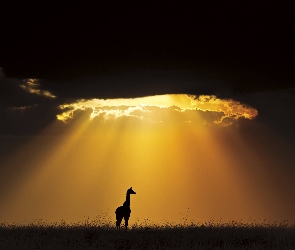 Żyrafa, Chmury, Słońce