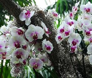 Biało, Orchidea, Storczyk, Różowy
