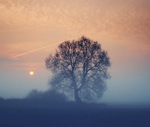 Słońca, Zachód, Drzewo, Mgła
