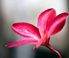 Kwiatek, Plumeria, Różowy