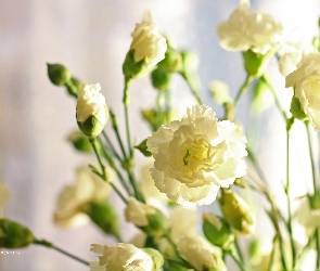 Białe, Kwiaty, Goździki