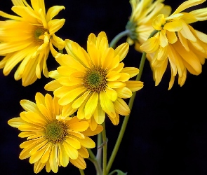 Kwiaty, Złocień, Żółte