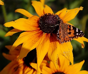 Żółta, Osetnik, Motyl, Rusałka, Rudbekia