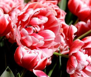 Kwiaty, Tulipany