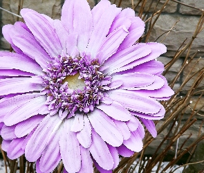 Kwiaty, Gerbera
