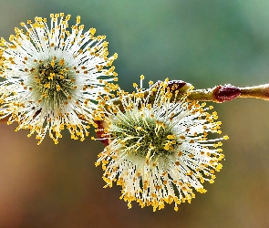 Bazie, Rozkwitnięte, Wierzba, Gałązka