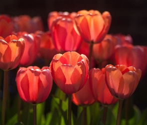 Tulipany
