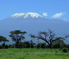 Kenia, Drzewa, Kilimandżaro, Sawanna, Góra