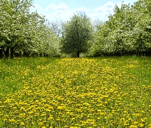 Park, Wiosna, Drzewa, Mniszek, Kwitnące