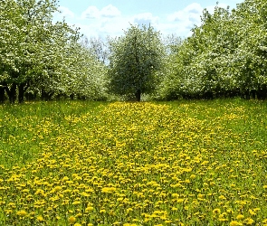 Kwitnące, Wiosna, Mniszek, Drzewa, Park