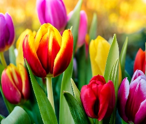 Kolorowe, Tulipany, Kwiaty