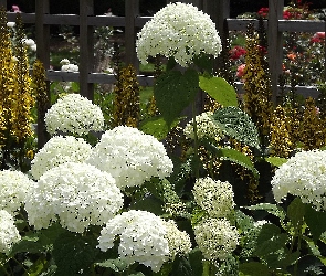 Kwiaty, Hortensje