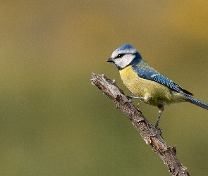 Sikora, Ptak