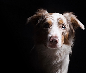 Owczarek australijski-australian shepherd