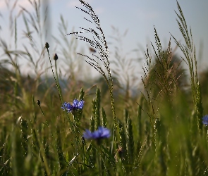 Chabry, Lato, Trawa, Łąka