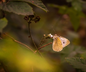 Kapustnik, Motyl