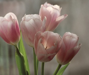 Tulipany