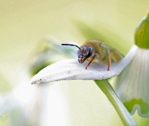 Pszczoła, Przebiśnieg, Kwiat, Owad