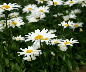 Białe, Margerytki