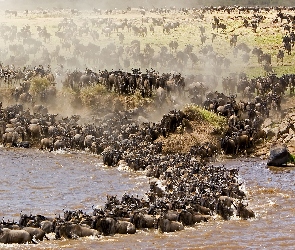 Antylopy, Rzeka, Gnu