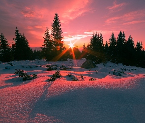 Las, Zachód słońca, Zima