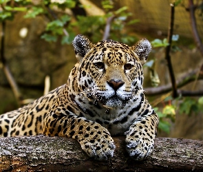 Jaguar, Drzewo