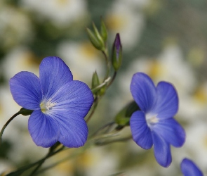 Niebieskie, Len, Kwiaty