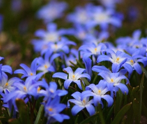 Małe, Kwiatki, Niebieskie