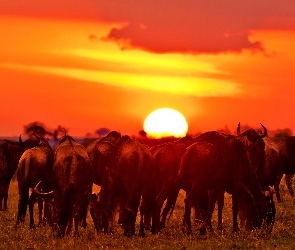 Antylopy, Gnu, Zachód Słońca