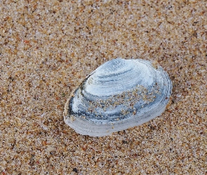 Plaża, Piasek, Muszelka