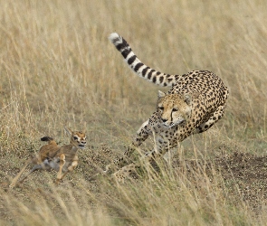 Gepard, Polowanie, Pogoń, Antylopa