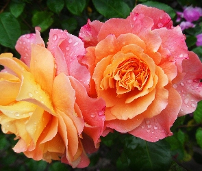 Róże, Rosa, Dwukolorowe