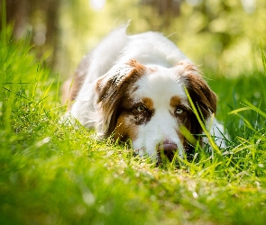 Owczarek australijski-australian shepherd, Trawa