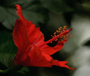 Makro, Hibiskusa, Czerwony, Kwiat