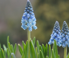 Niebieskie, Szafirek, Kwiaty