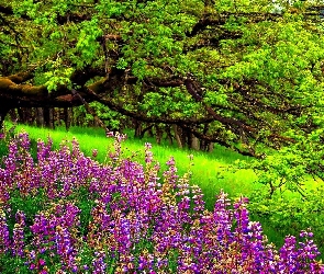 Trawa, Wiosna, Park, Drzewa, Zielona