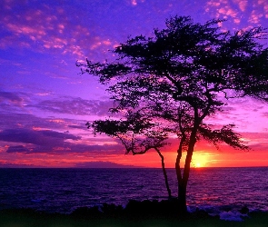 Zachód słońca, Drzewo, Morze